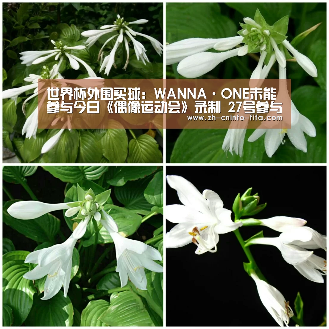 世界杯外围买球:WANNA·ONE未能参与今日《偶像运动会》录制 27号参与保龄球项目录制(图1) 世界杯投注